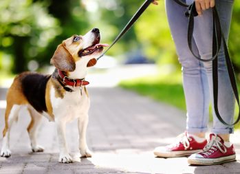 Budgeting Lesson: The Cost of Buying a Dog